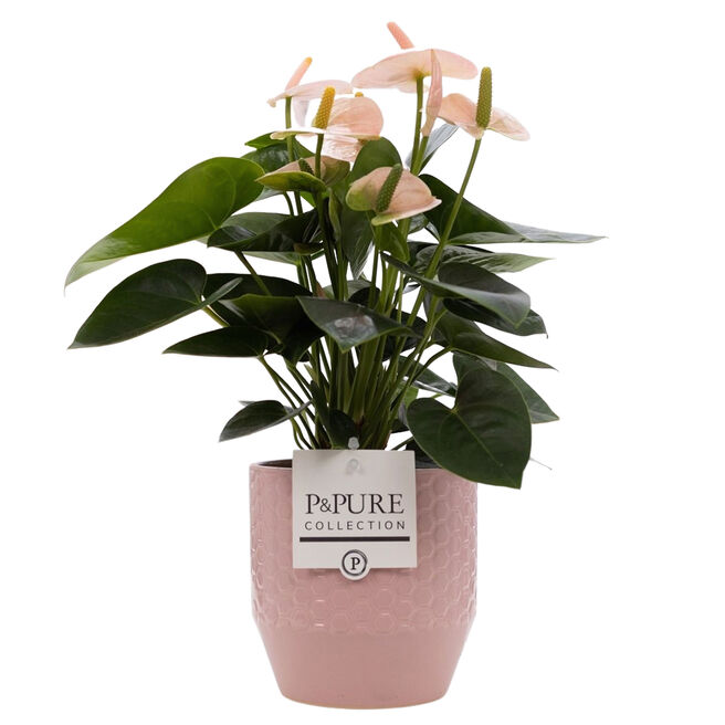 Peach Anthurium With Ceramic Pot 
