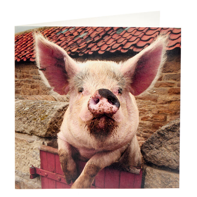 Countryfile Pig Any Occasion Card