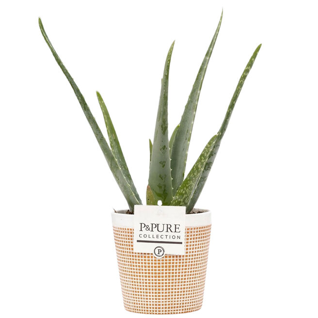 Aloe Vera Plant With Ceramic Pot - Free Delivery!