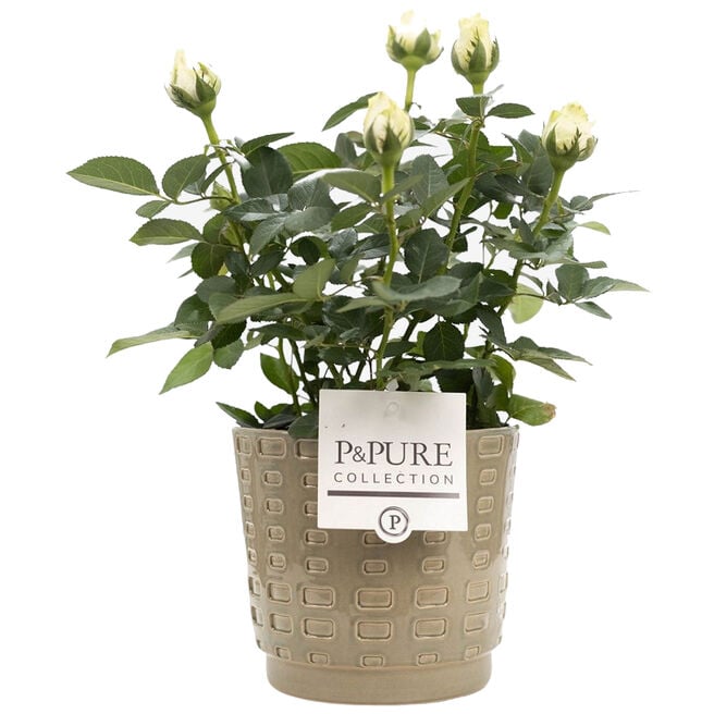 White Rose With Ceramic Pot 