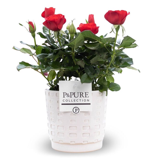 Red Rose Plant In A Pot - Free Delivery!