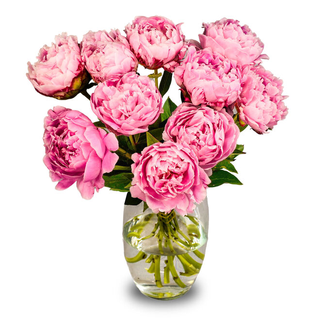 Letterbox Peonies