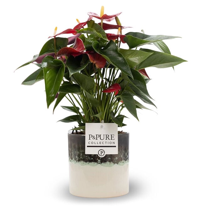 Anthurium Plant (Mixed Colours) - Free Delivery!