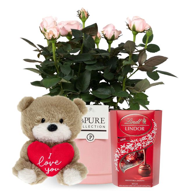 Pink Rose Plant, Soft Toy & Lindt Truffles Gift Set - Pre-order for Mother's Day!