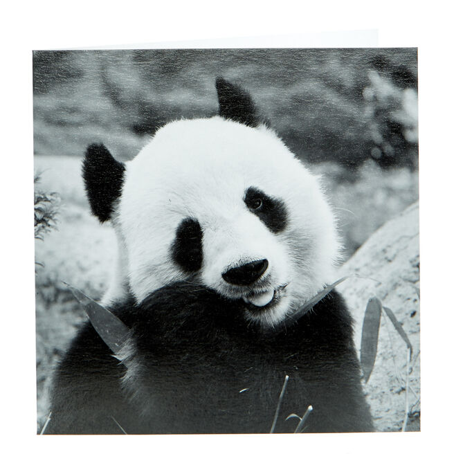 Any Occasion Card - Black & White Panda