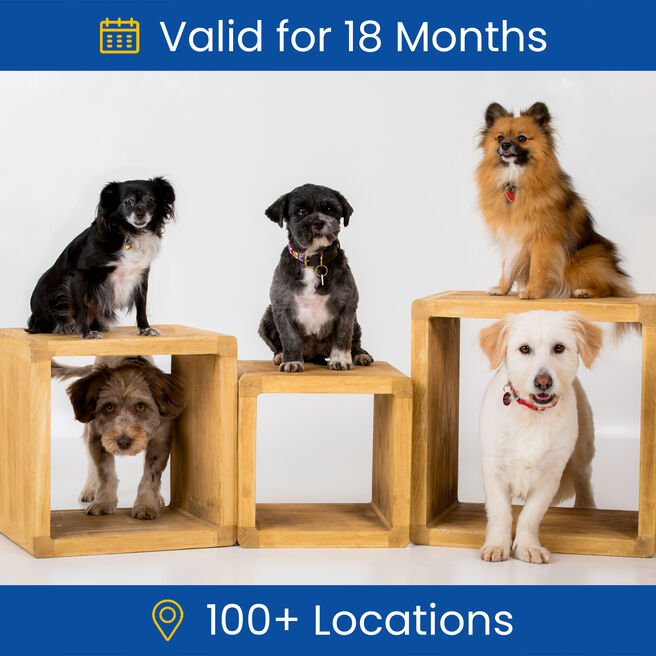 Pet Portrait Photoshoot Gift Experience Day
