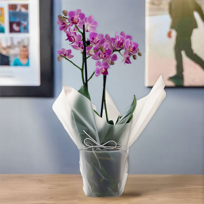 Blossoming Gifts Pink Mini Orchid - Free Delivery!