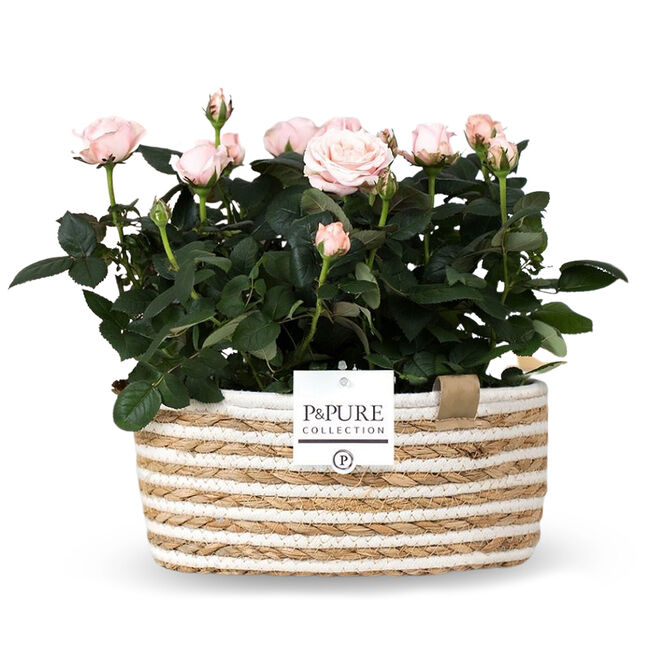 Duo Pink Rose Plant - Free Delivery!