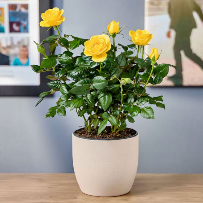 Blossoming Gifts Yellow Rose Plant - Free Delivery!