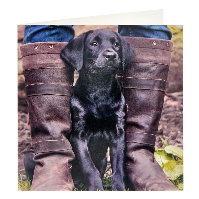 Countryfile Labrador Any Occasion Card