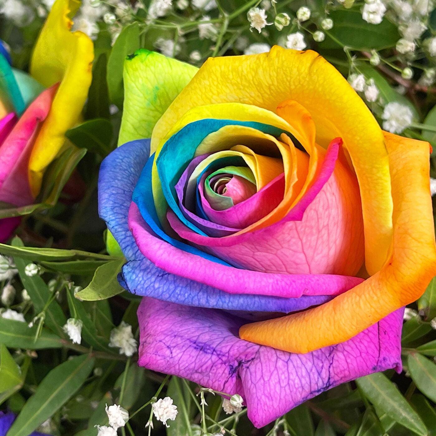Buy Letterbox Rainbow Rose Flower Bouquet for GBP 24.99 Card Factory UK
