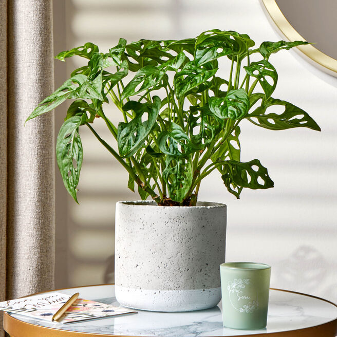 Mini Monsterra Plant - Free Delivery!