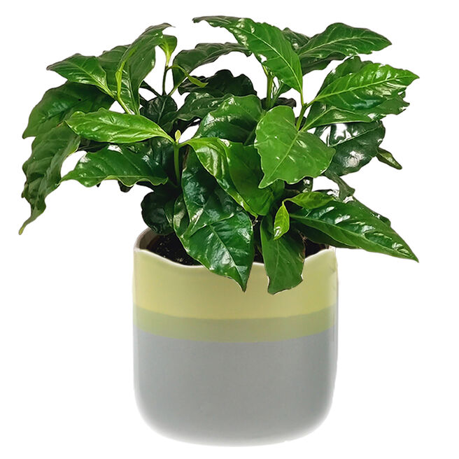 Coffee Houseplant In A Pot