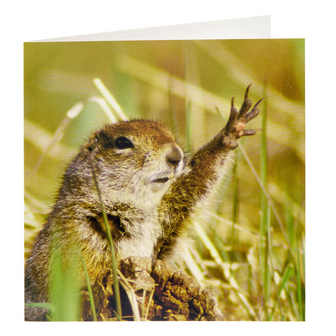 National Geographic Marmot Any Occasion Card