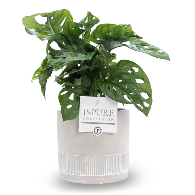 Mini Monsterra Plant