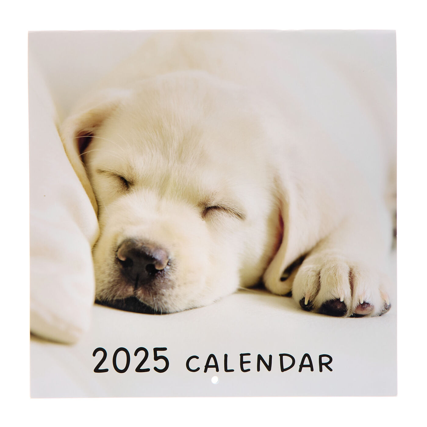 Buy Dogs 2025 Square Calendar for GBP 2.99 Card Factory UK