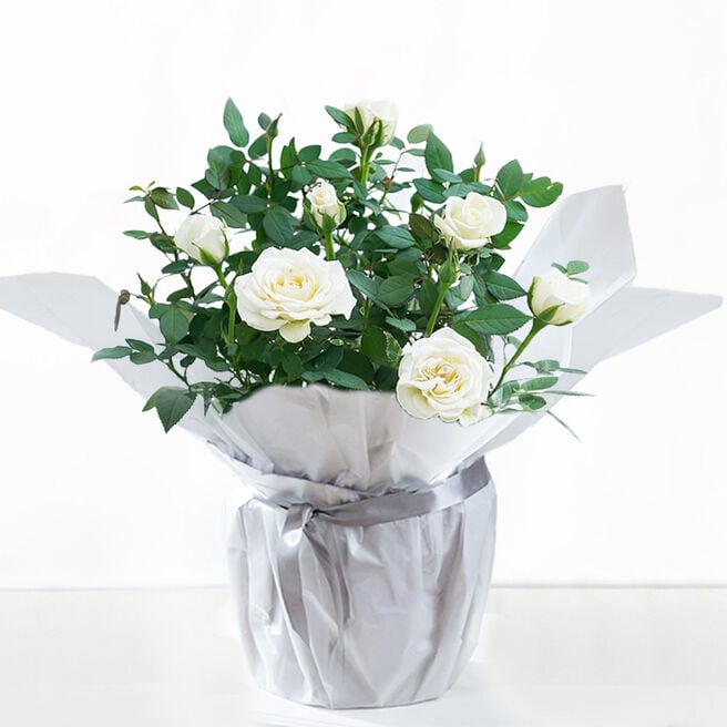 Blossoming Gifts White Rose Plant - Free Delivery!