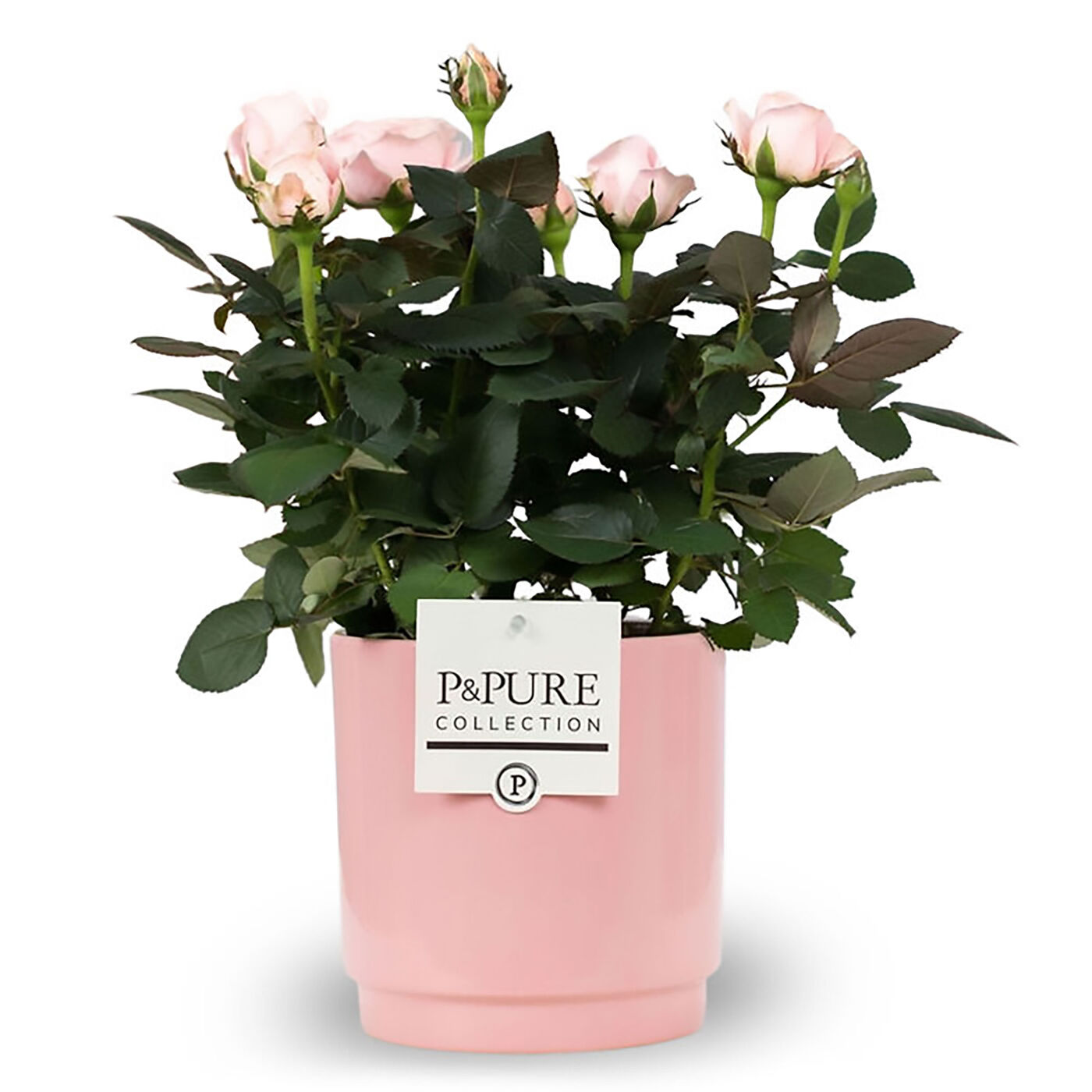 Buy Pink Rose Plant In A Pot PreOrder For Mother's Day! for GBP 26.