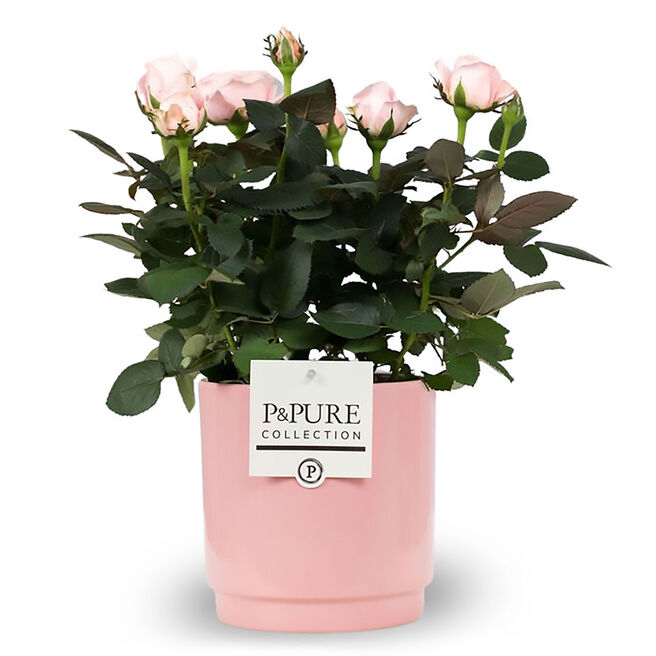 Pink Rose Plant In A Pot - Pre-Order For Mother's Day!
