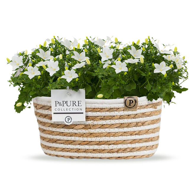 White Campanula Plant With Wicker Basket 