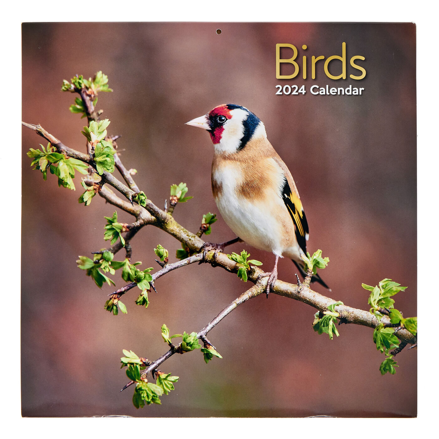 Buy 2024 Garden Birds Square Calendar for GBP 2.99 Card Factory UK