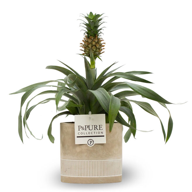 Pineapple Plant