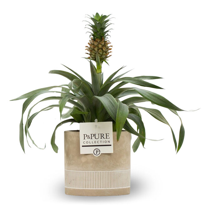 Pineapple Plant - Free Delivery!