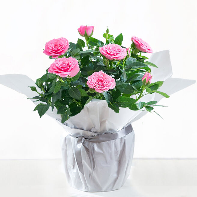Blossoming Gifts Pink Rose Plant - Free Delivery!