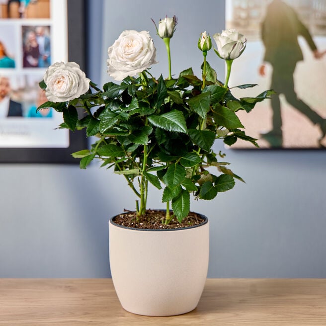 Blossoming Gifts White Rose Plant - Free Delivery!