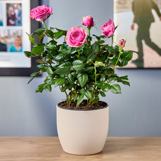 Blossoming Gifts Pink Rose Plant - Free Delivery!