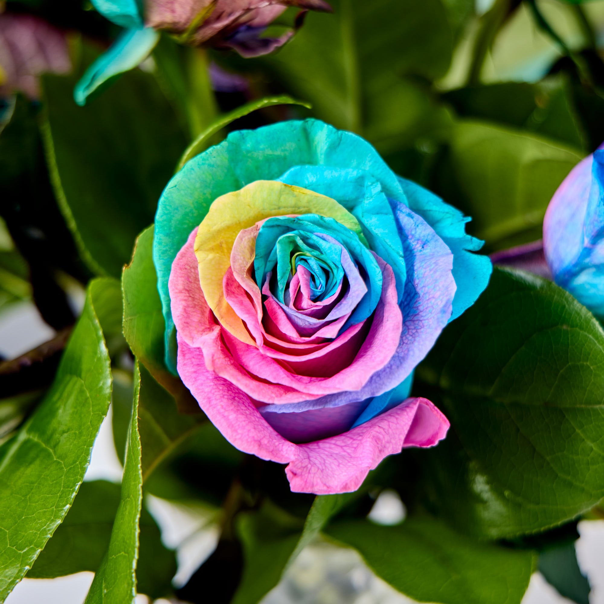 Blossoming Gifts Rainbow Roses Flower Bouquet - Free Delivery!