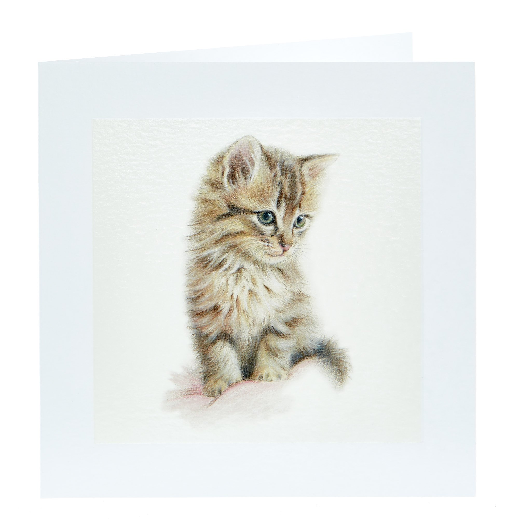 Any Occasion Card - Cute Kitten, Blank