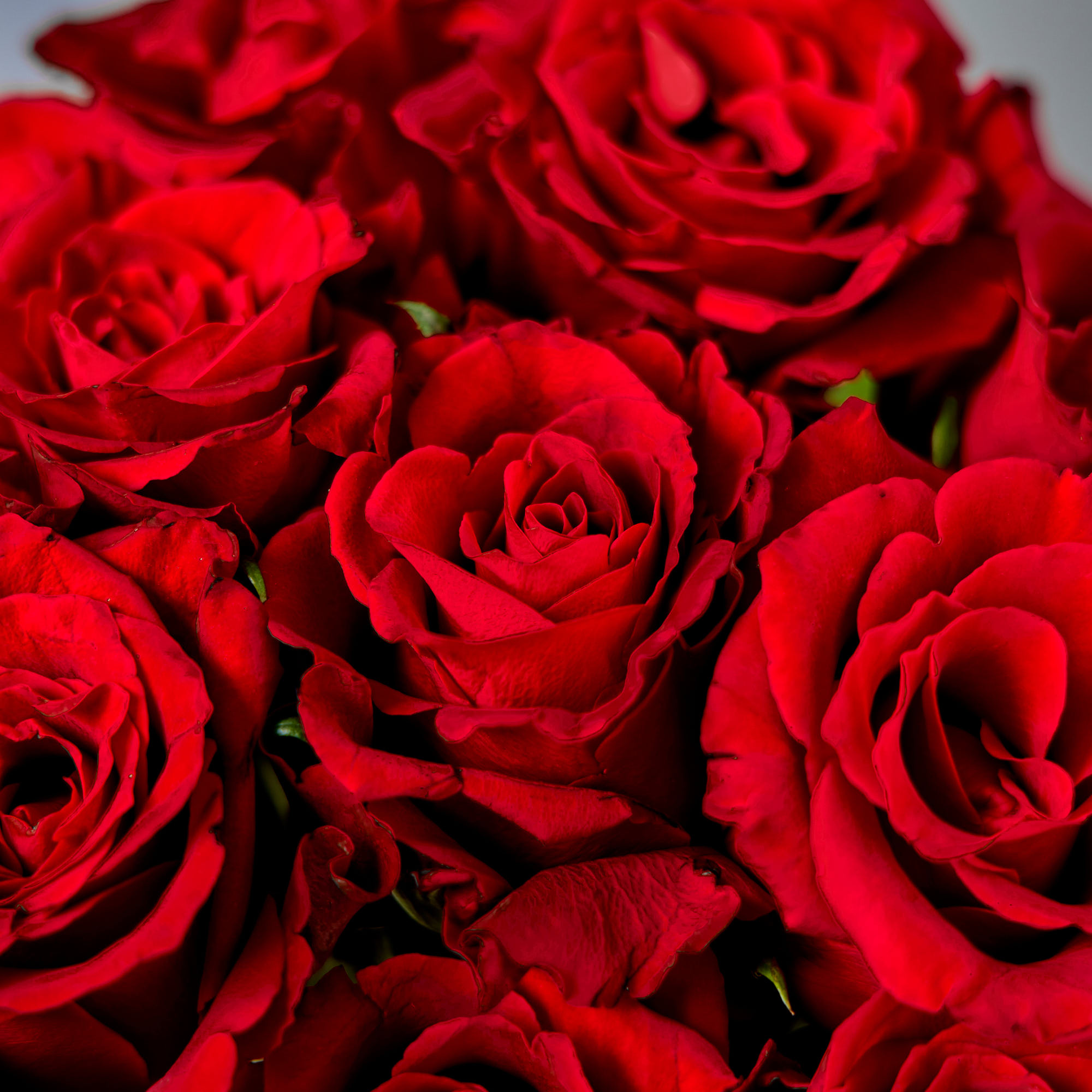 Blossoming Gifts 12 Letterbox Red Roses Flower Bouquet - Free Delivery!