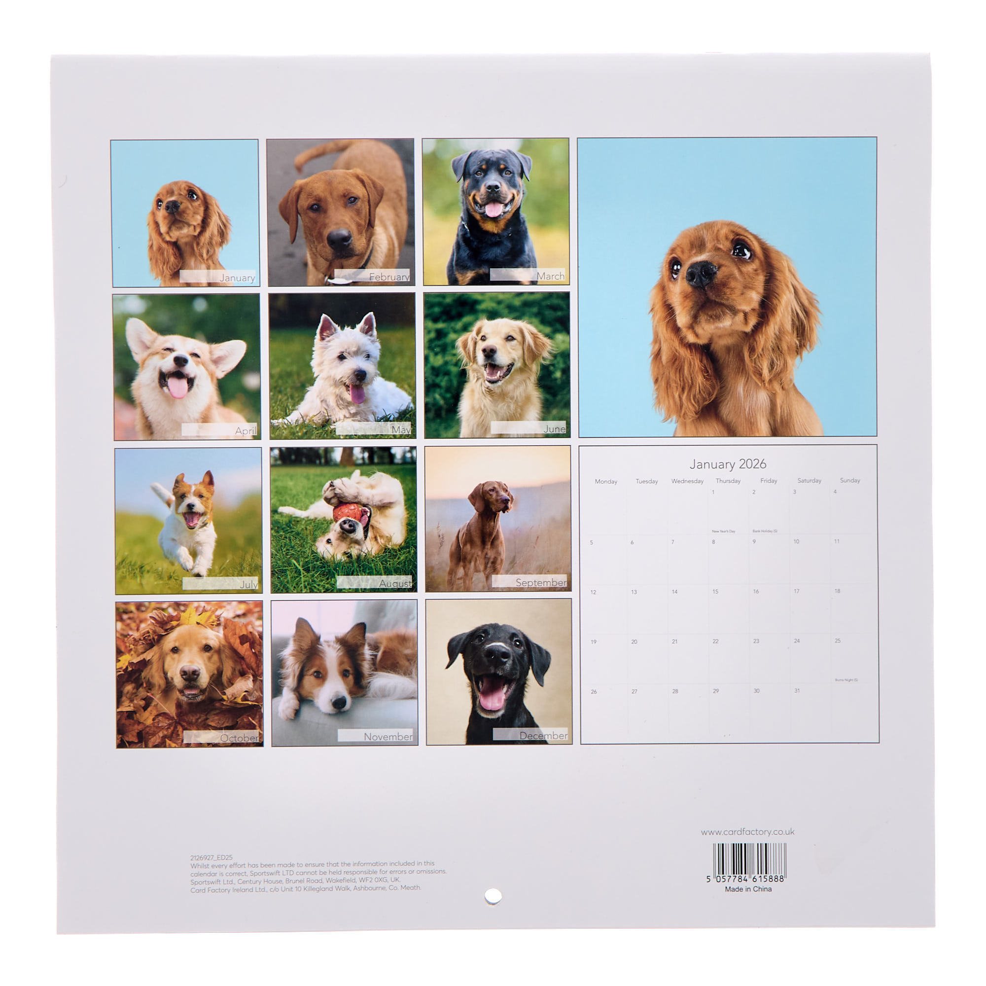 Dogs & Puppies 2026 Square Wall Calendar