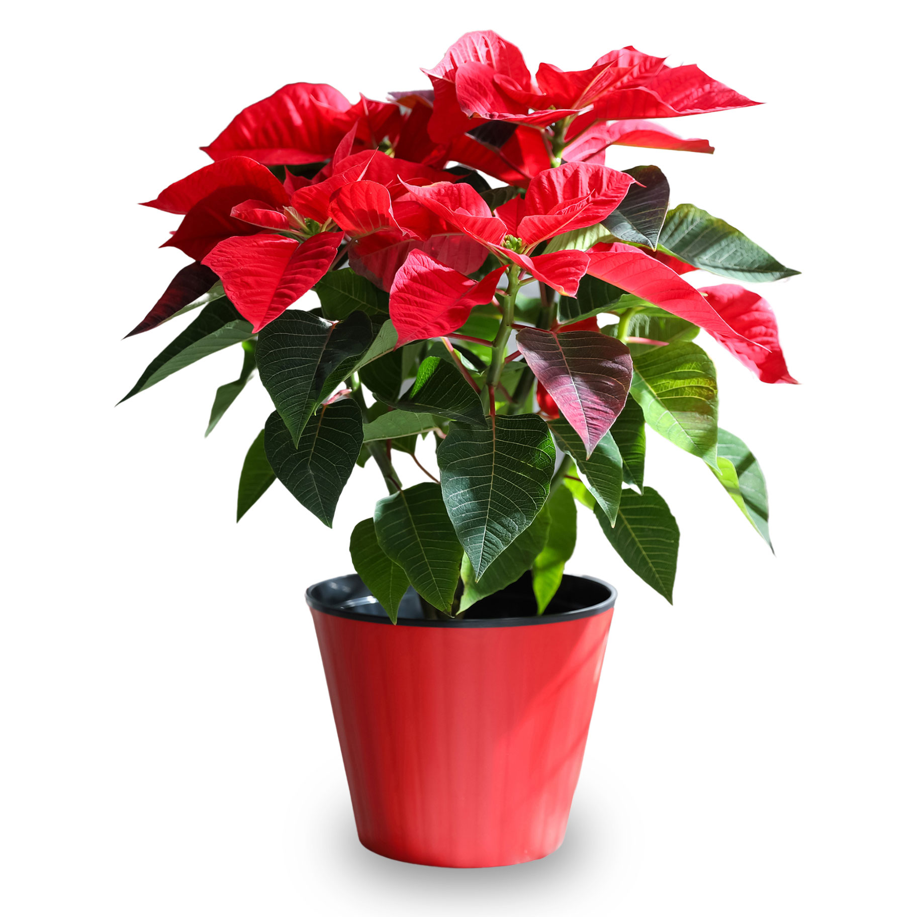 Buy Poinsettia Plant for GBP 19.99 Card Factory UK