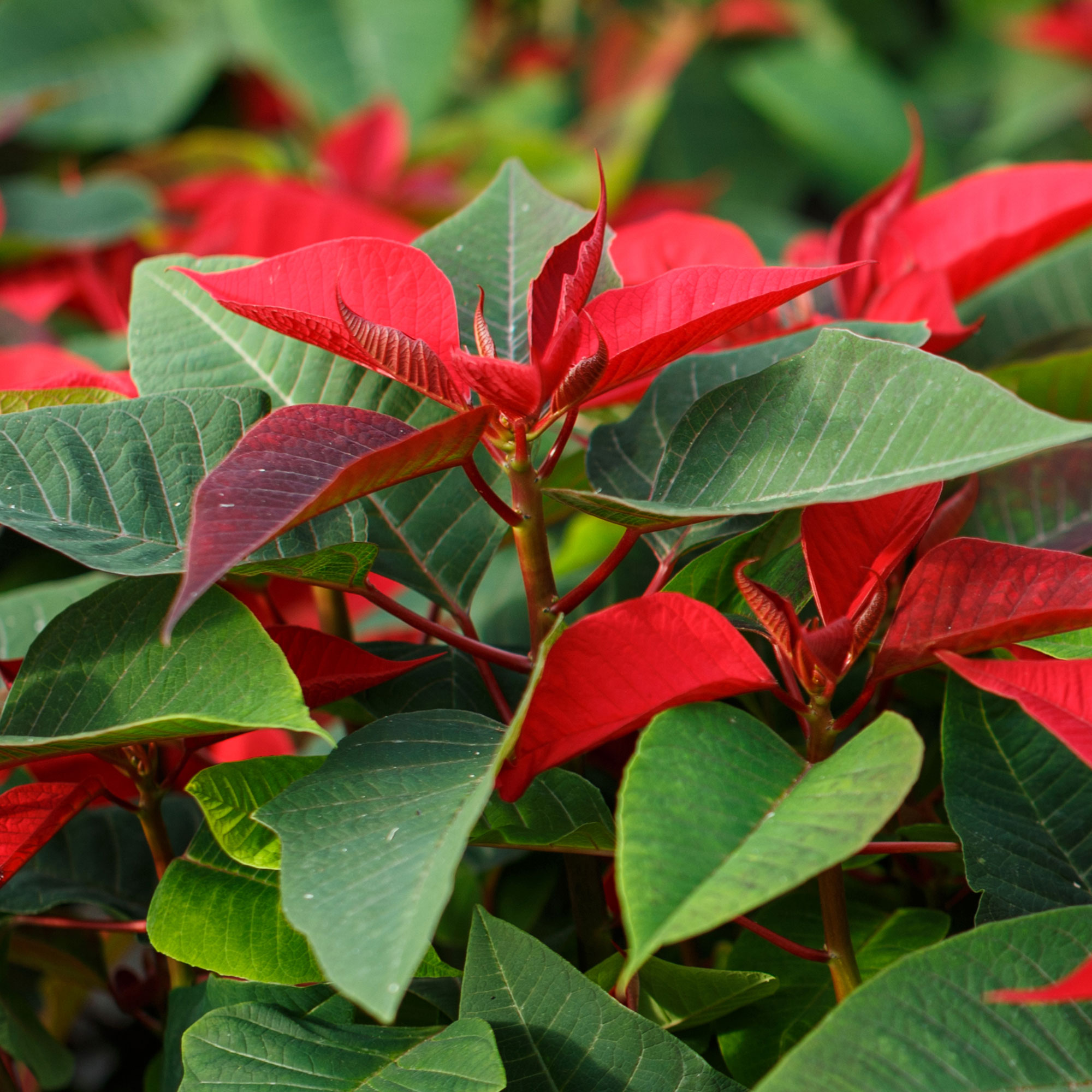 Buy Poinsettia Plant for GBP 19.99 Card Factory UK