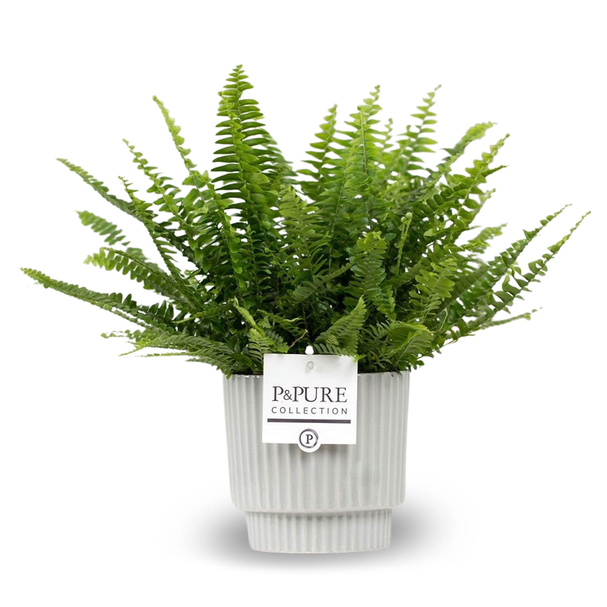 Boston Fern Plant