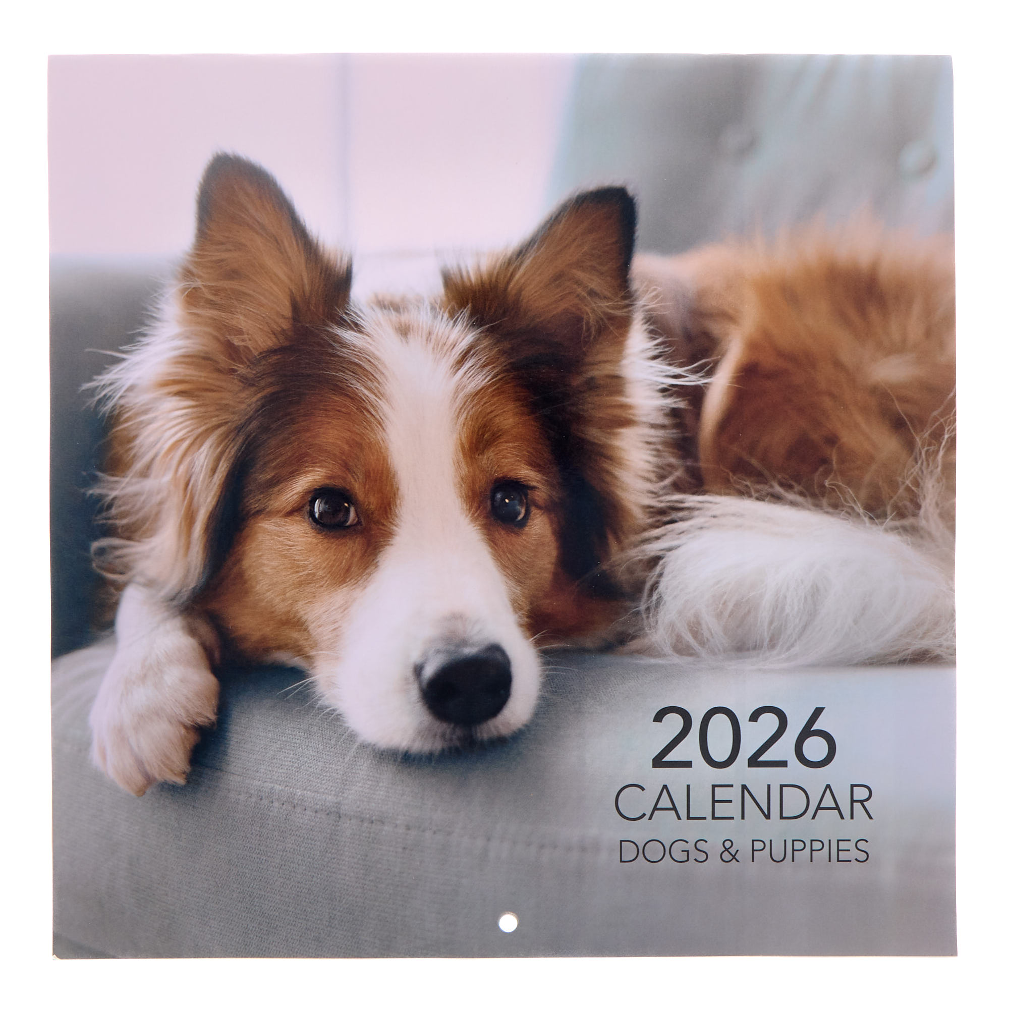 Dogs & Puppies 2026 Square Wall Calendar