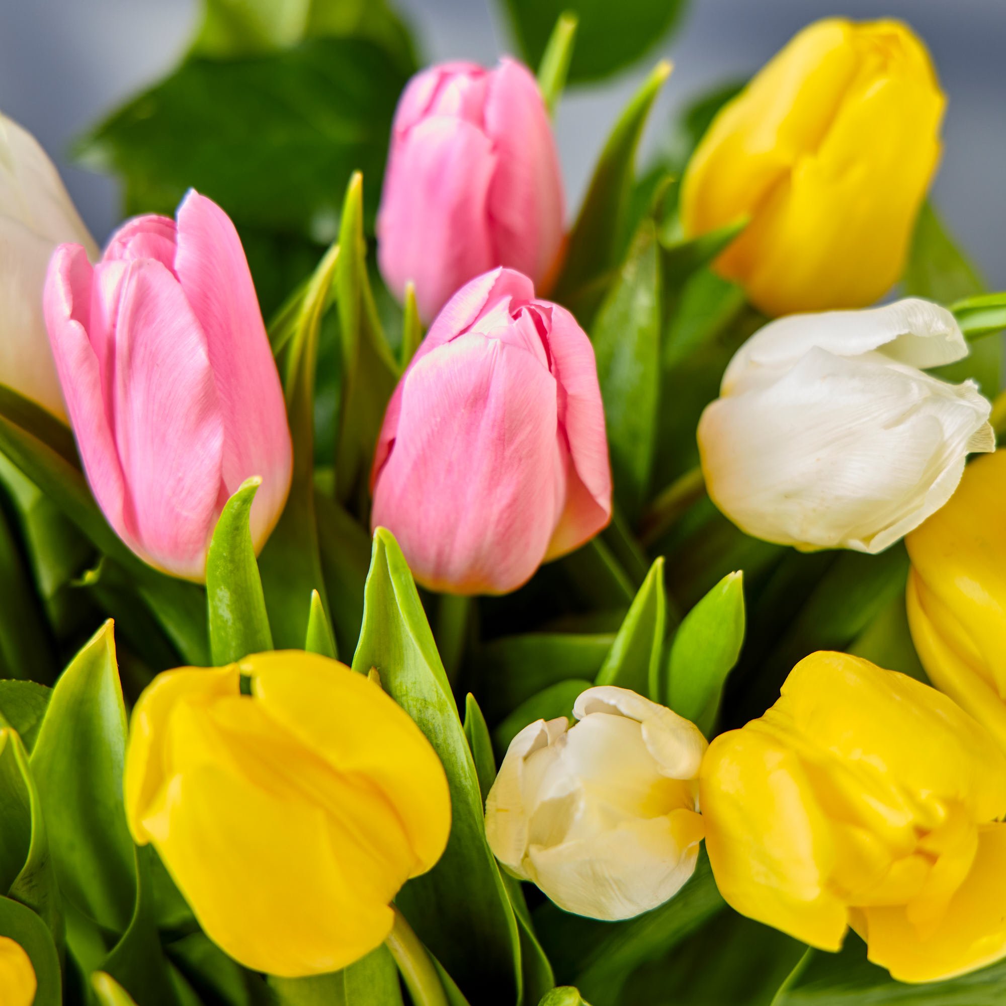 Blossoming Gifts Spring Tulips Flower Bouquet - Free Delivery!