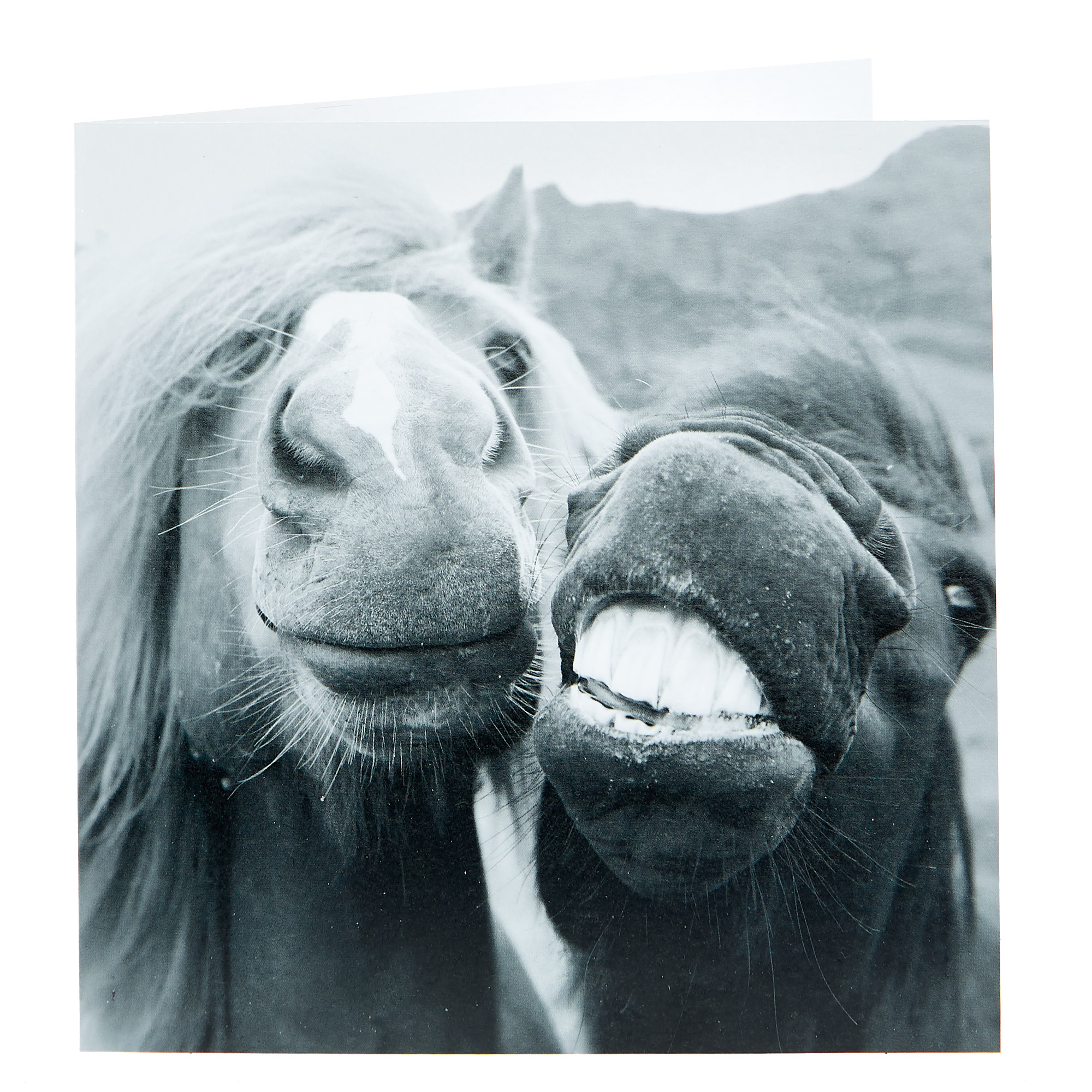 Any Occasion Card - Grinning Horses