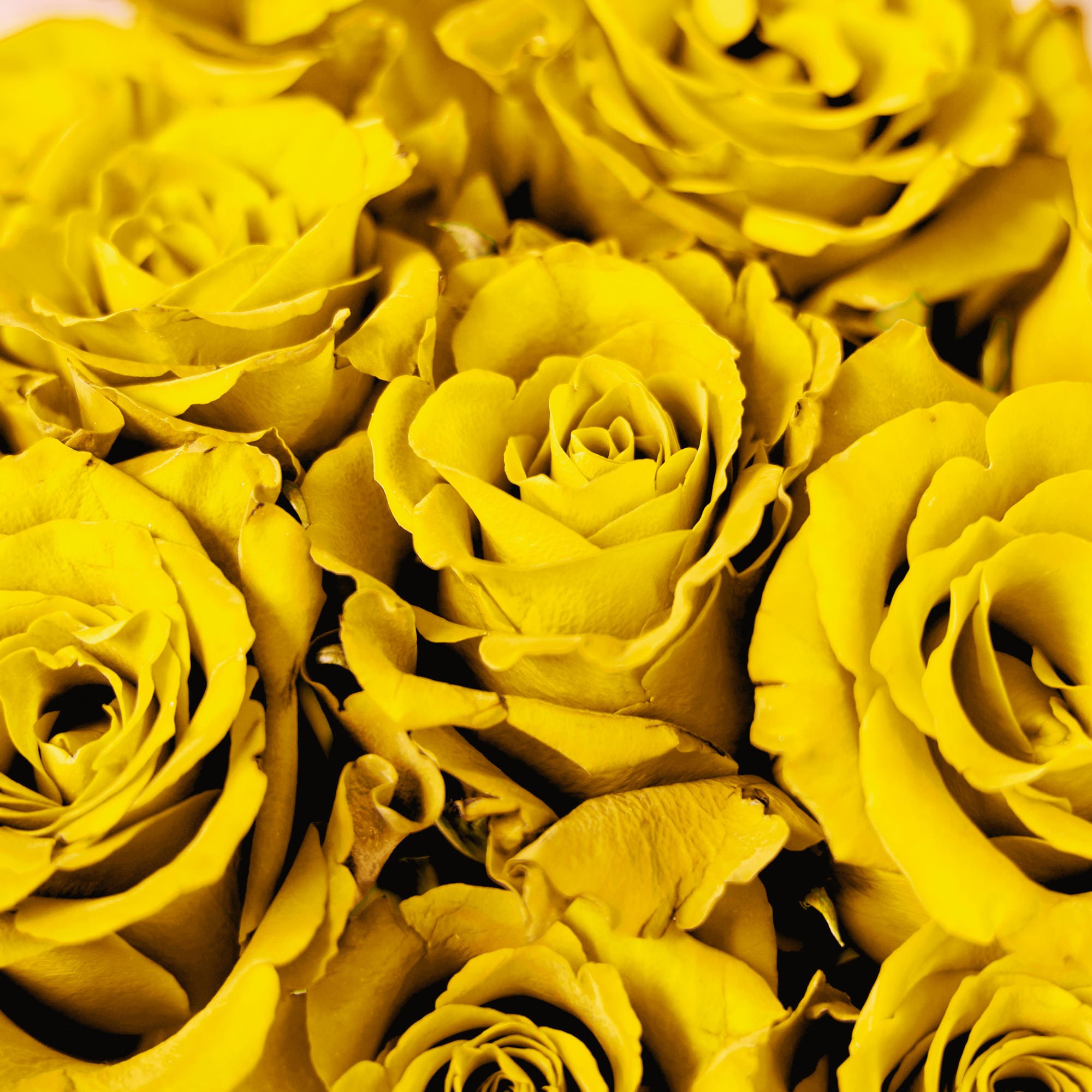 Blossoming Gifts Simply 12 Yellow Roses Flower Bouquet - Free Delivery!
