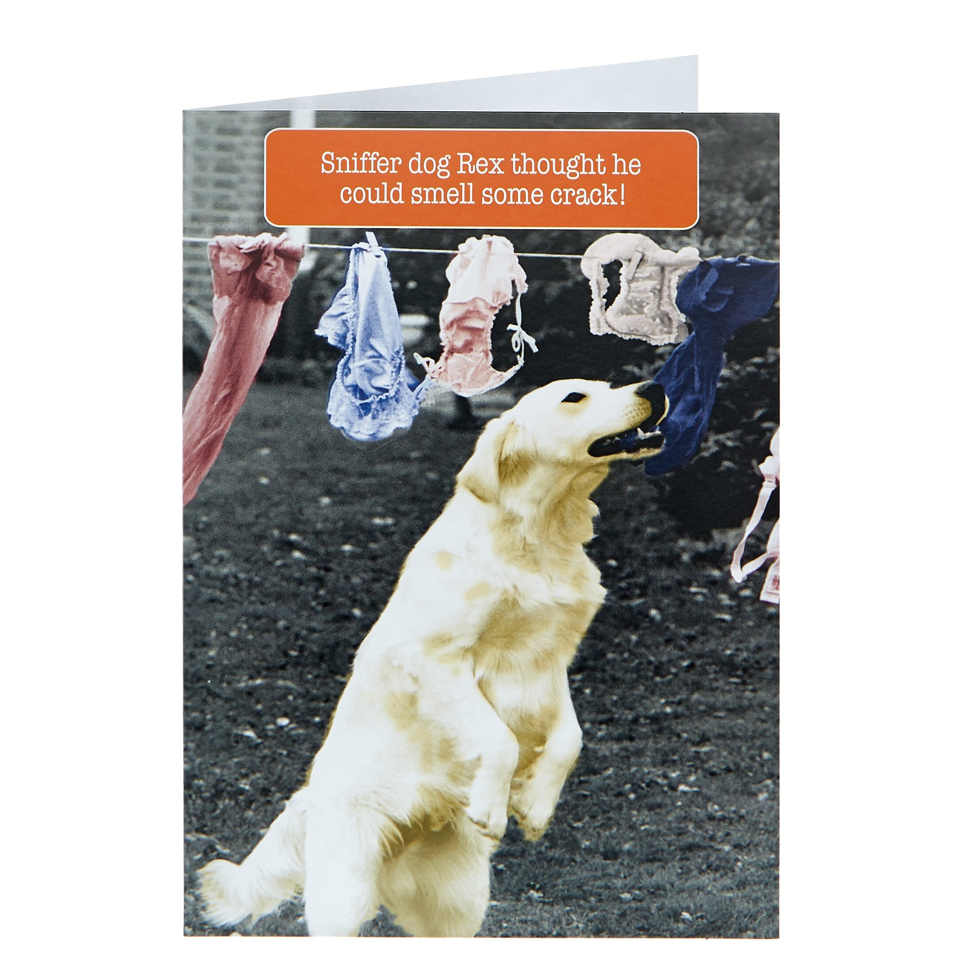 Any Occasion Card - Sniffer Dog Rex 