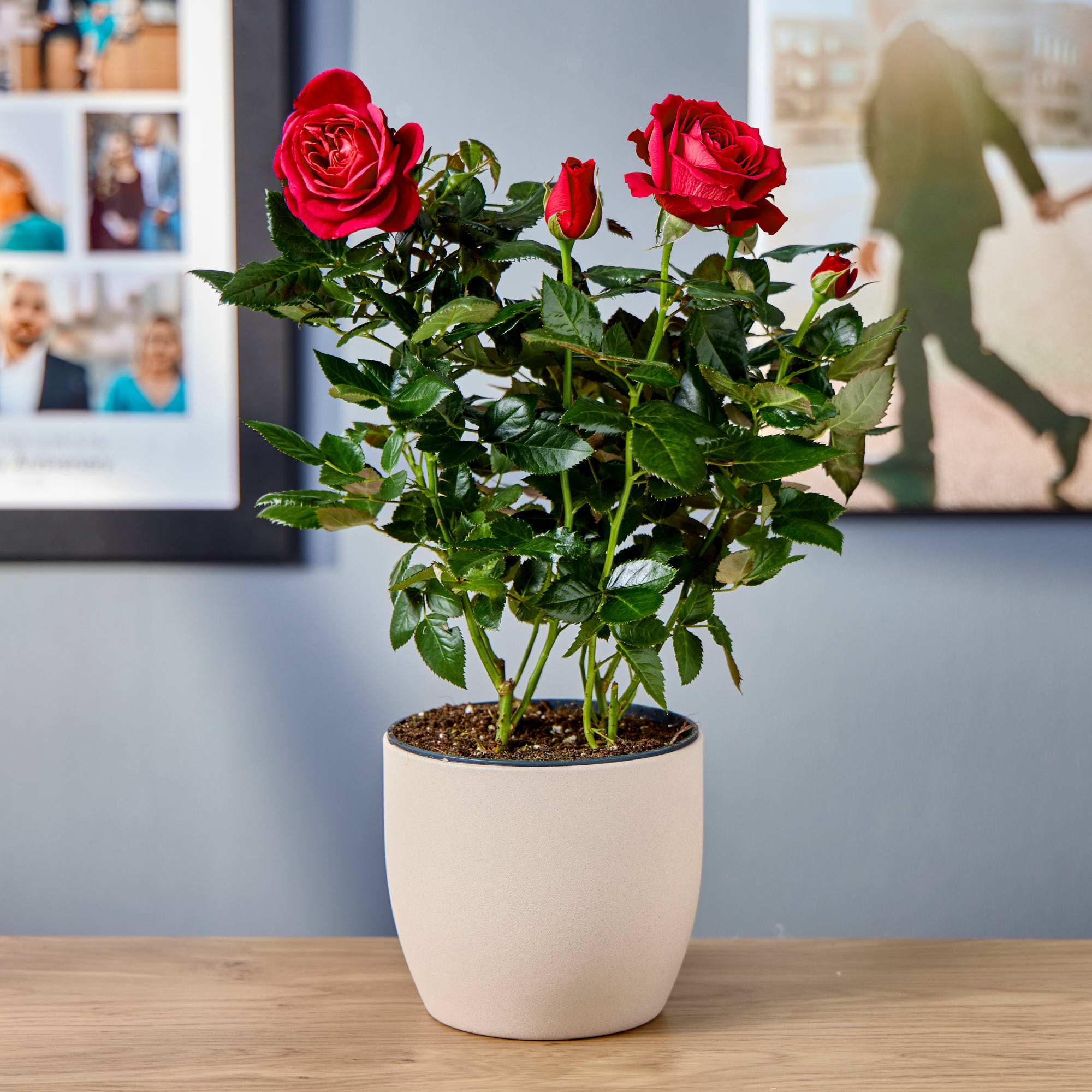 Blossoming Gifts Red Rose Plant - Free Delivery!