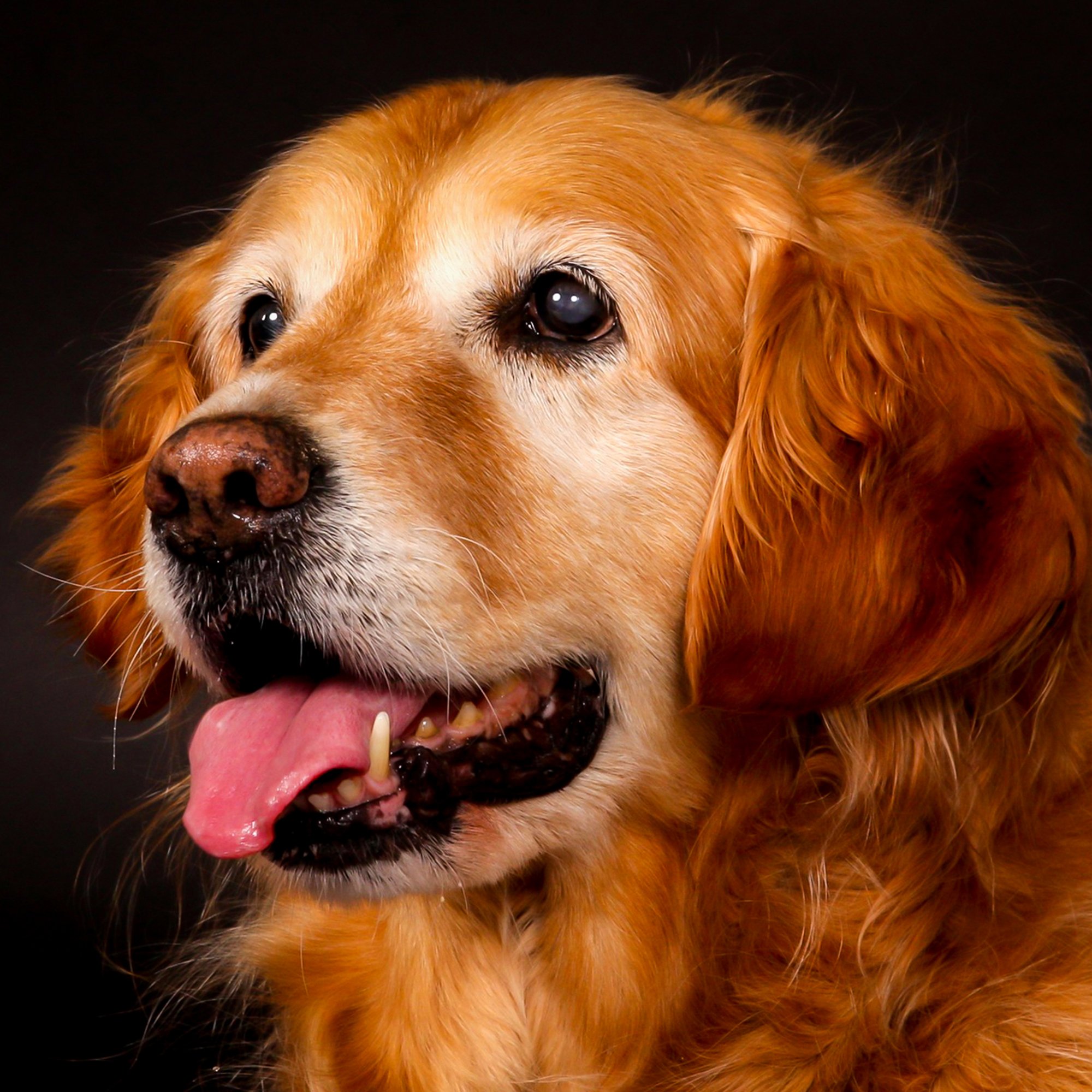 Pet Portrait Photoshoot Gift Experience Day