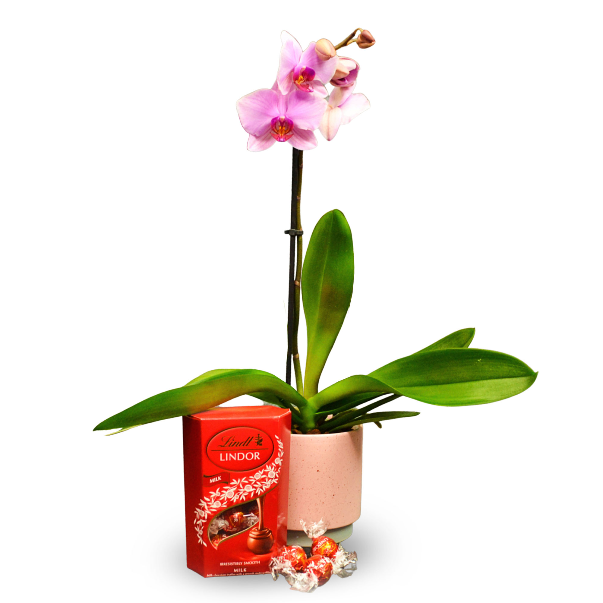 Buy Pink Orchid & Lindt Chocolate Truffles for GBP 19.99 Card Factory UK