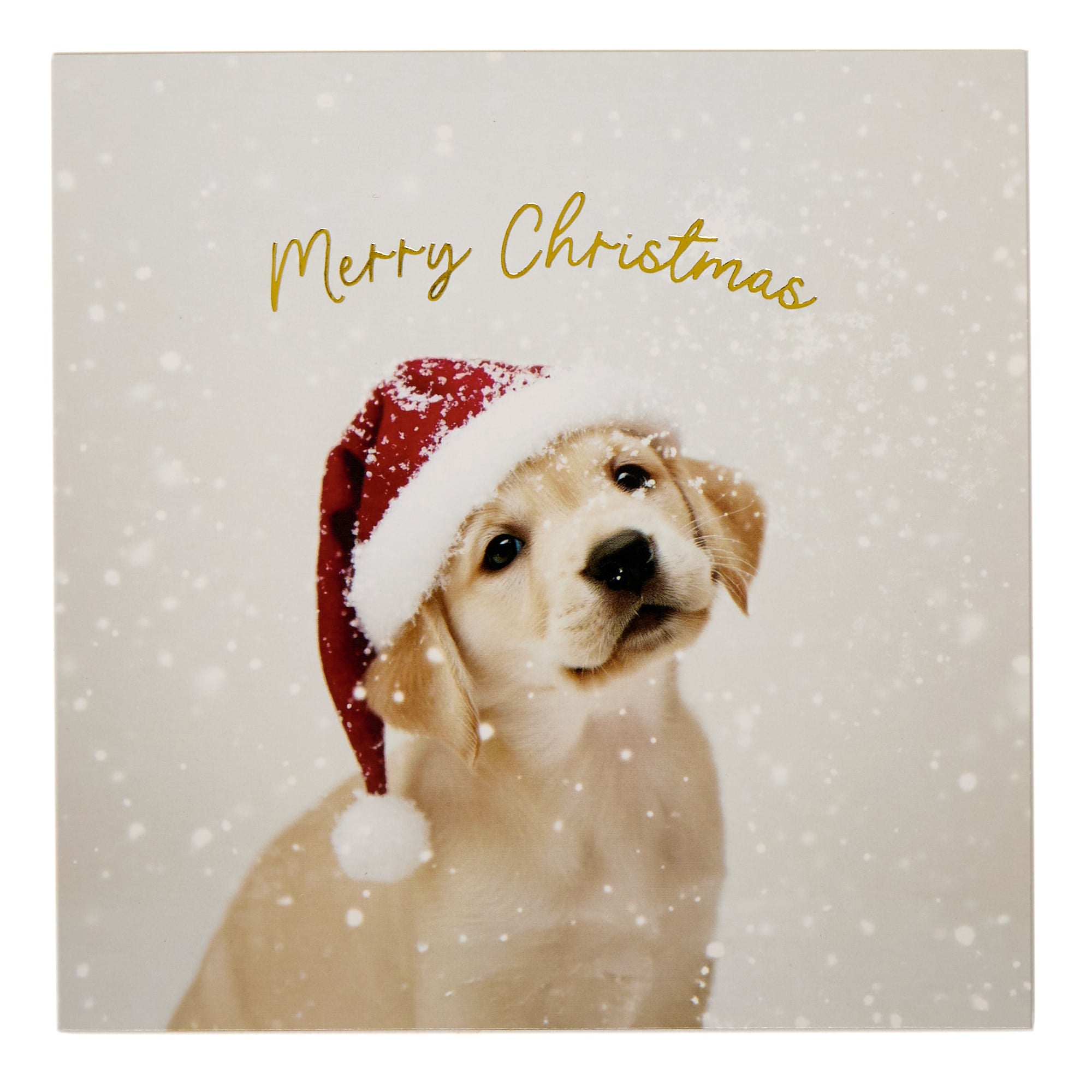 10 Square Dog in Santa Hat Charity Christmas Cards