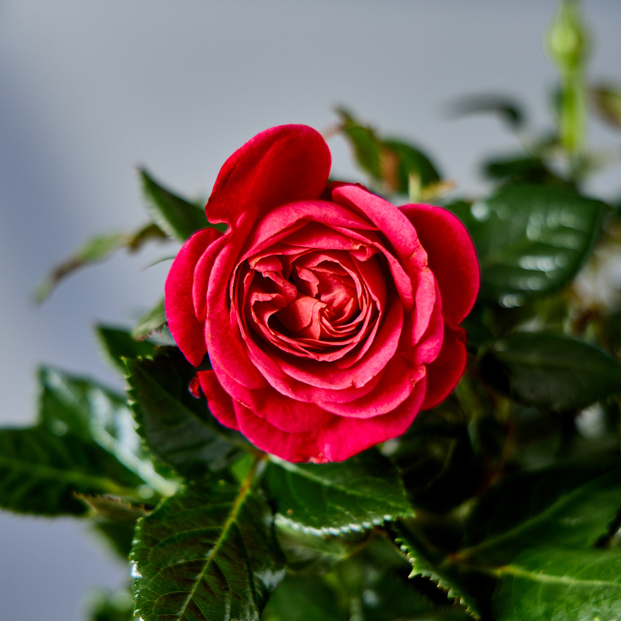Blossoming Gifts Red Rose Plant - Free Delivery!