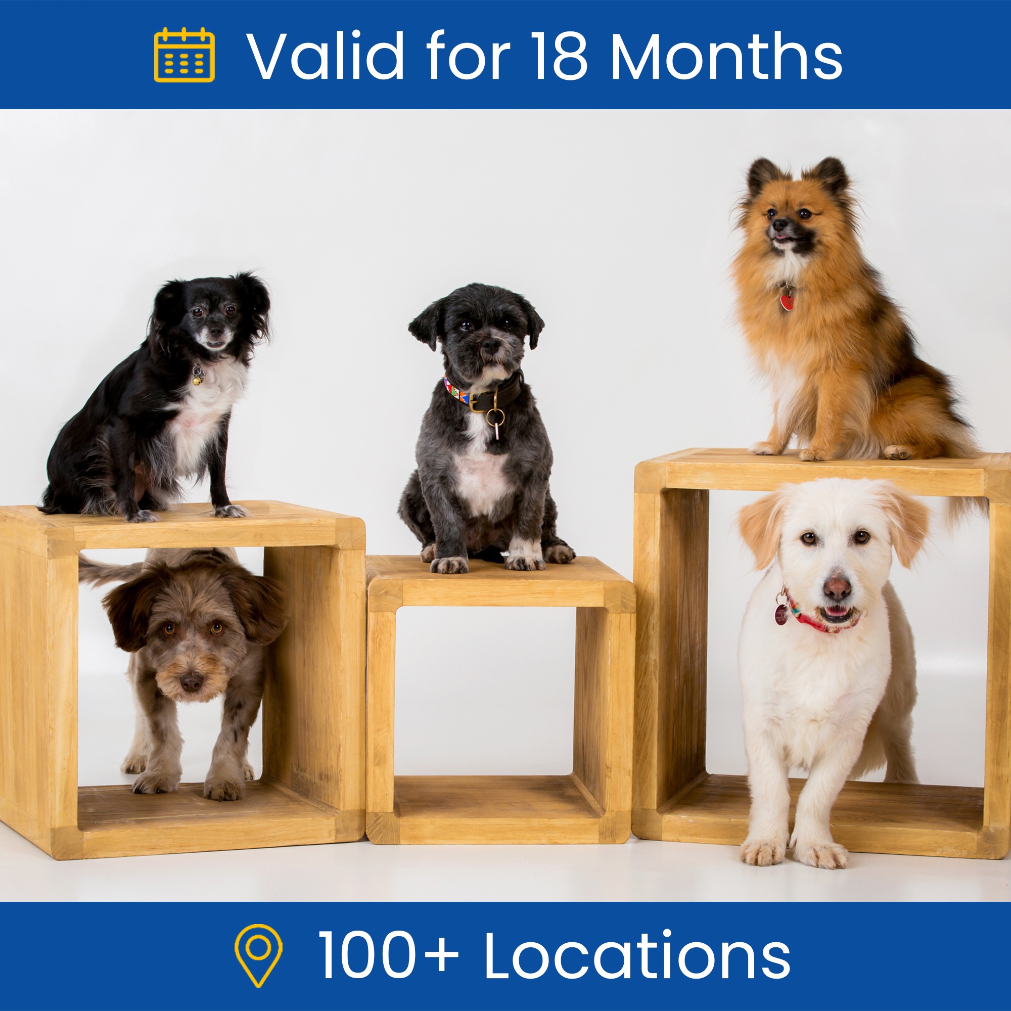 Pet Portrait Photoshoot Gift Experience Day