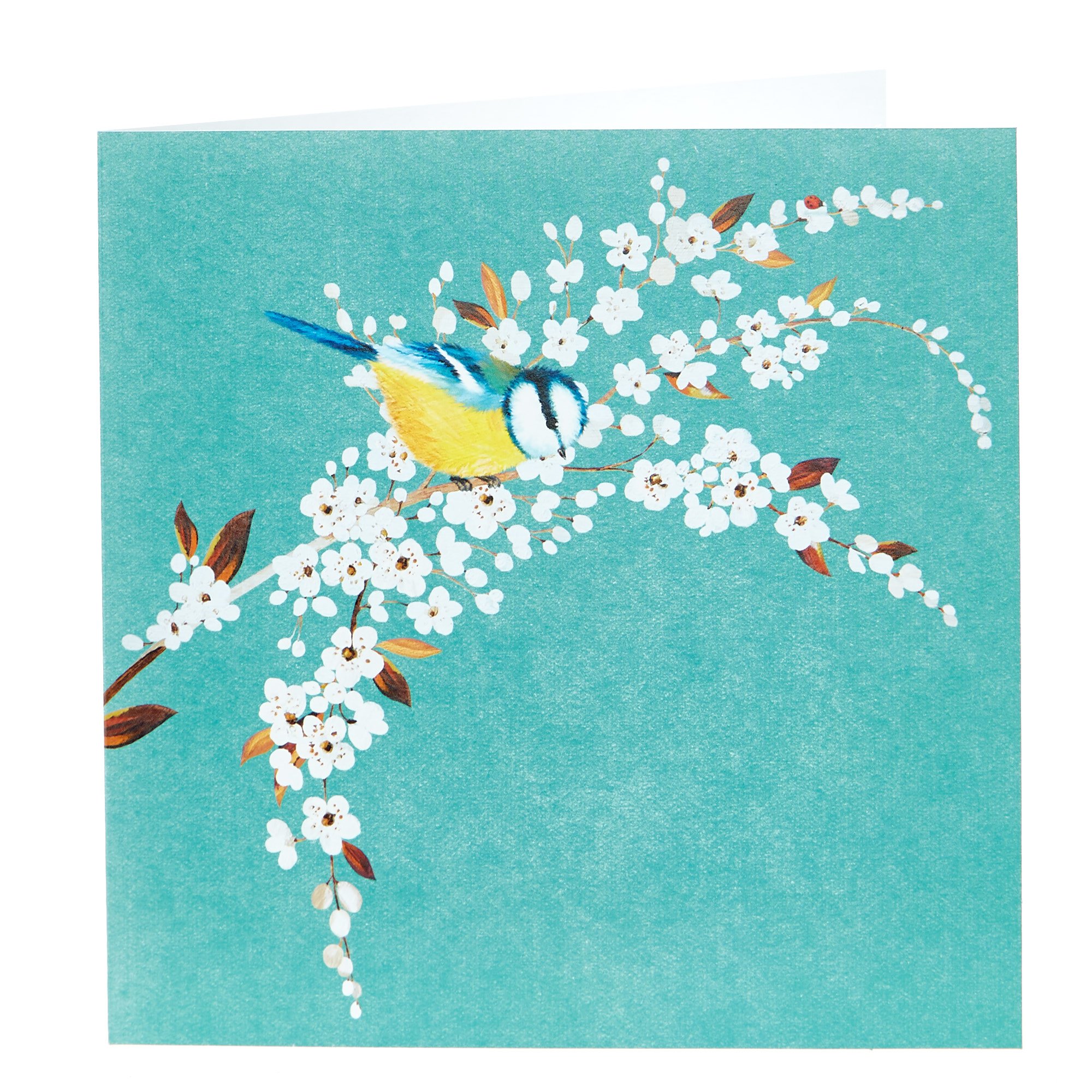 Any Occasion Card - Blue Tit In A Tree