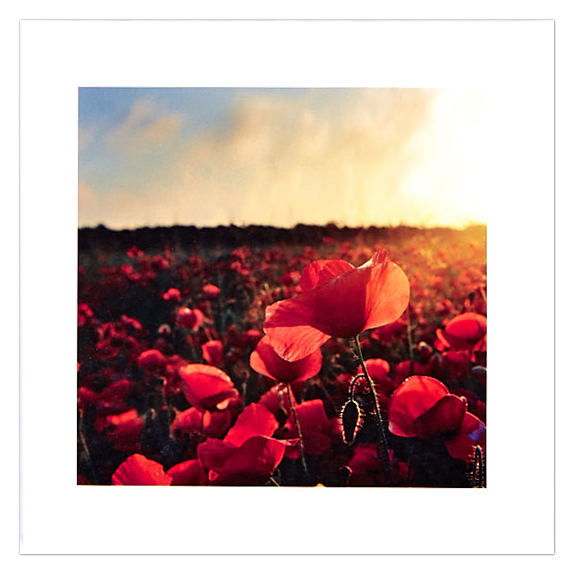 12 Blank Cards - Poppy Field
